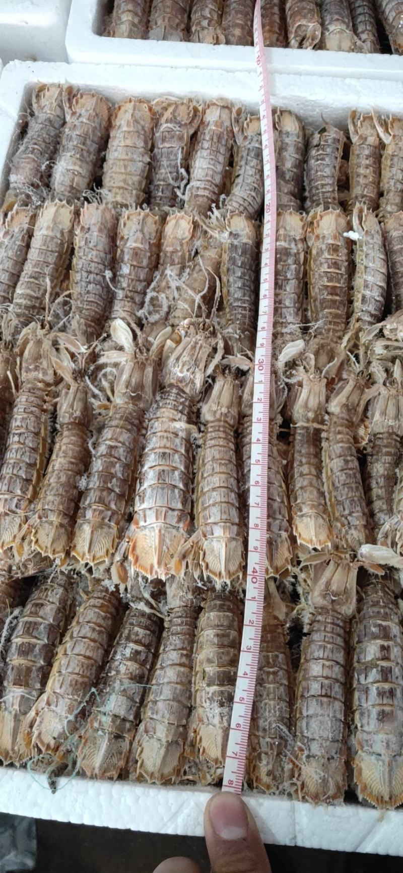 全国直邮，精品皮皮虾适合自助餐，火锅店，四斤一箱