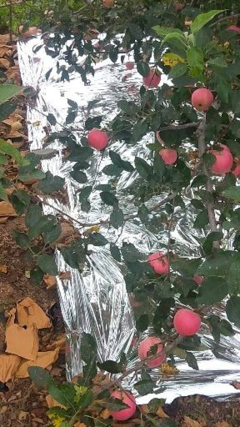 噶啦苹果，颜色漂亮，口感脆甜