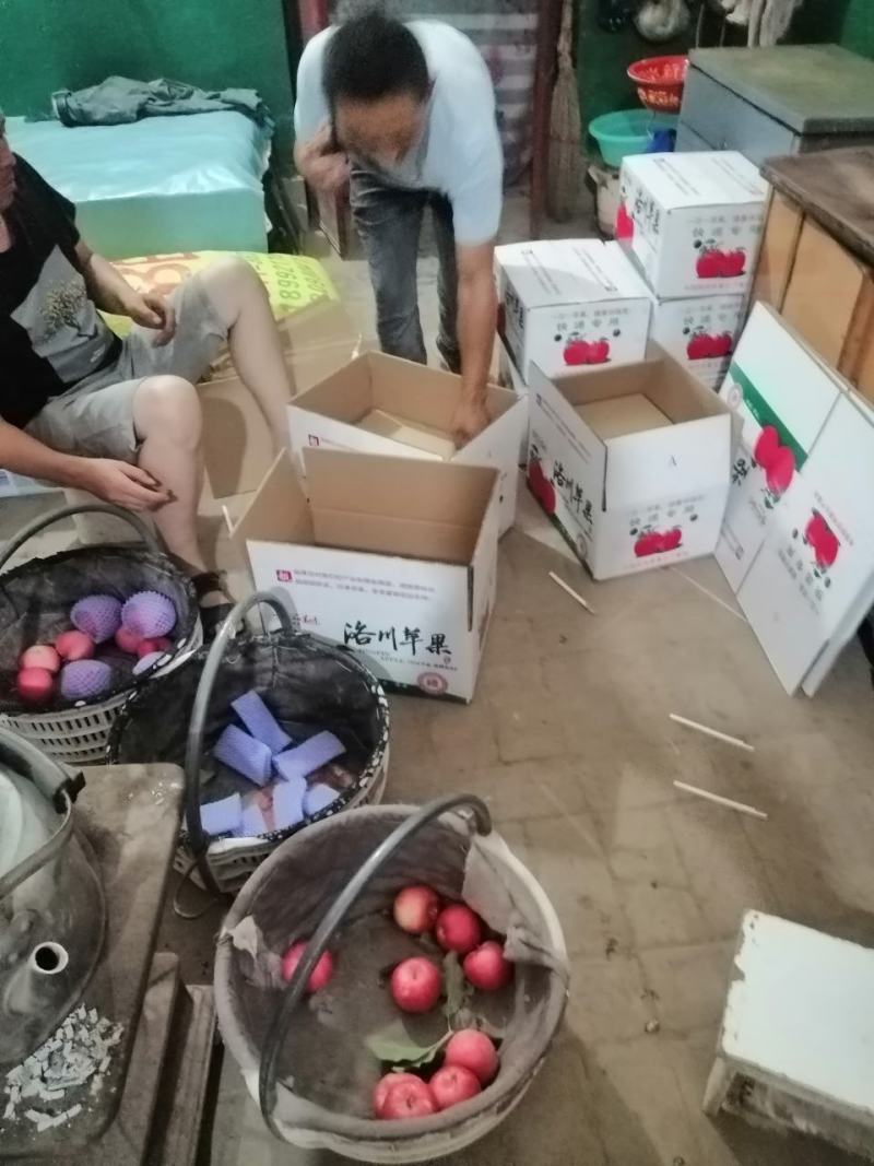 陕西省洛川红嘎啦苹果