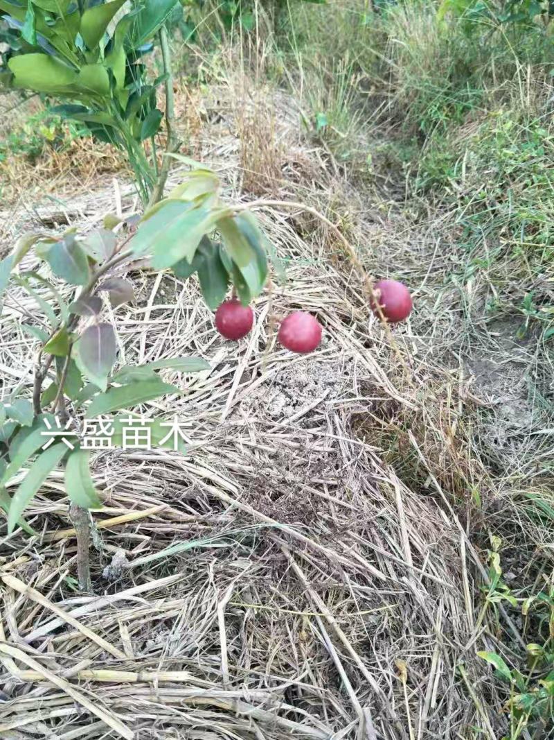 泰国红皮龙眼树苗四季龙眼树苗嫁接苗带叶子带泥发货