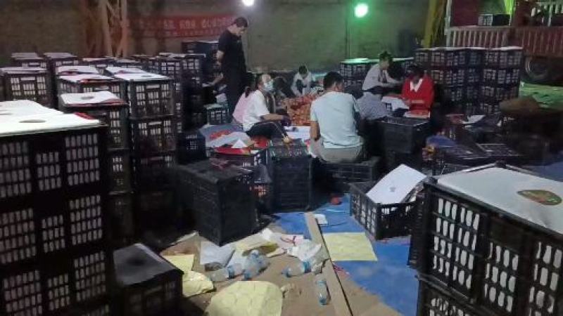 景泰陆地硬粉西红柿二层果大量上市
