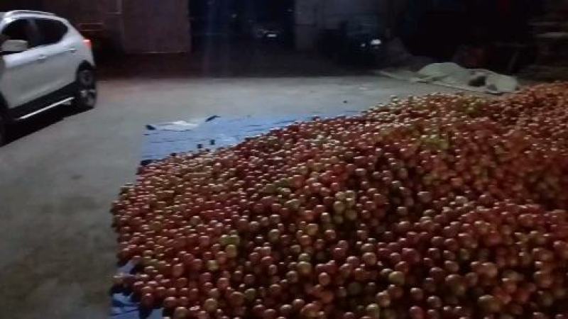 景泰陆地硬粉西红柿二层果大量上市