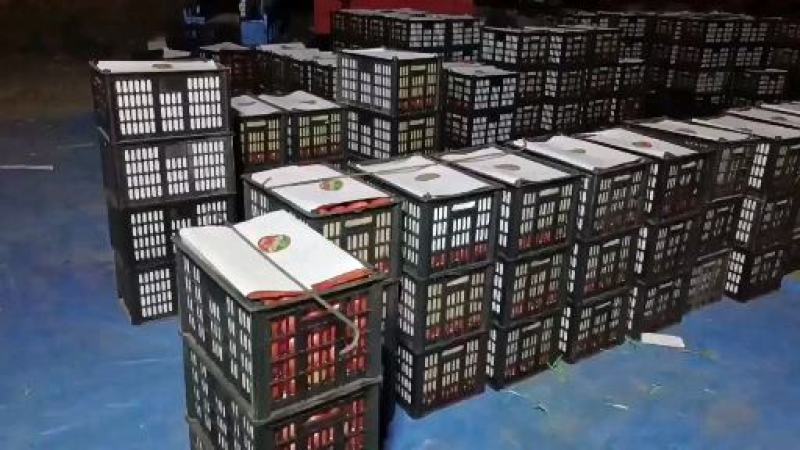 景泰陆地硬粉西红柿二层果大量上市