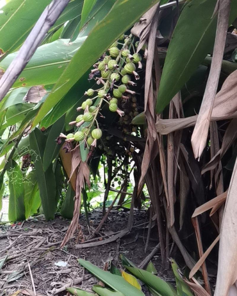 沙仁