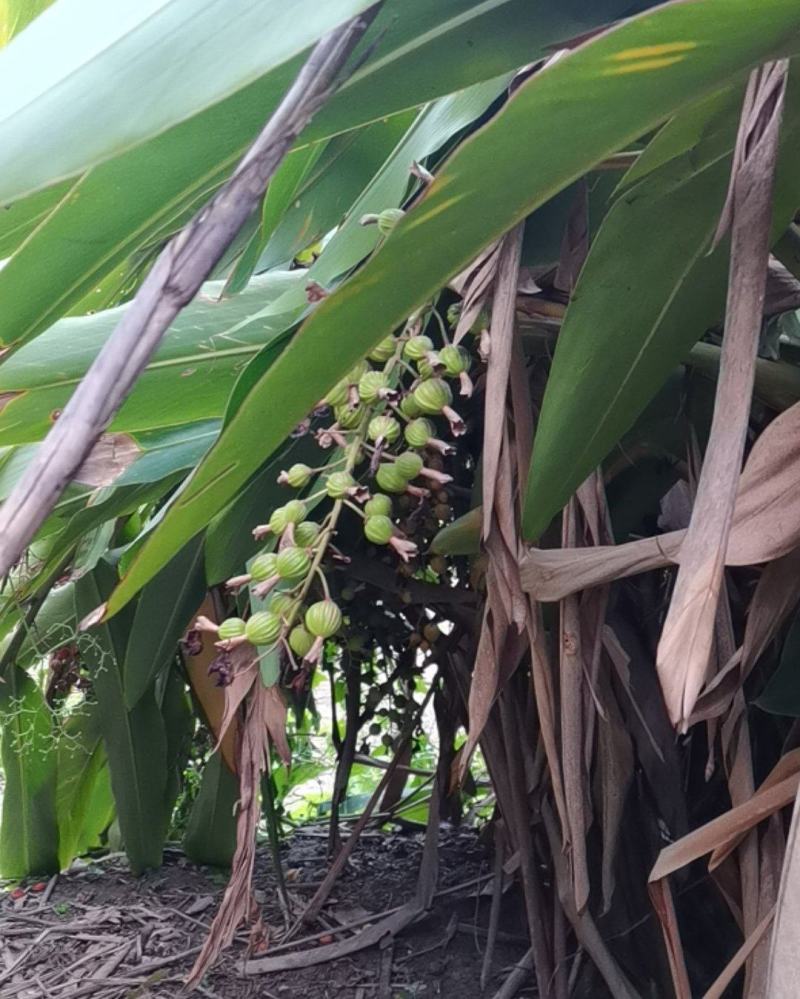 沙仁