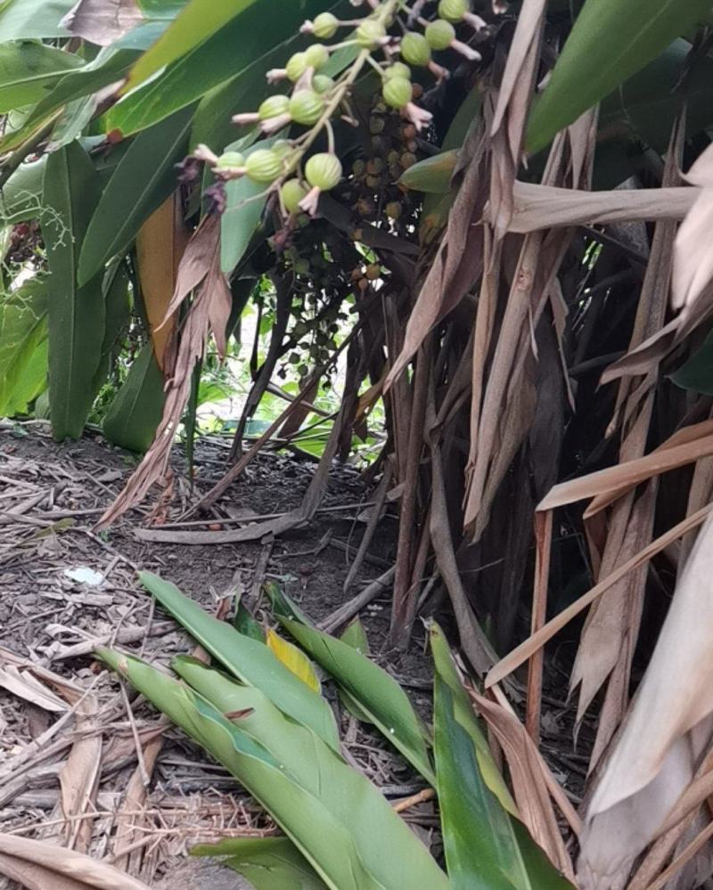 沙仁
