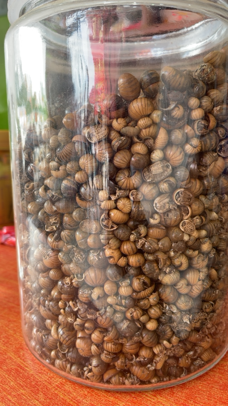 中药材滚山虫正品滚山朱地罗汉