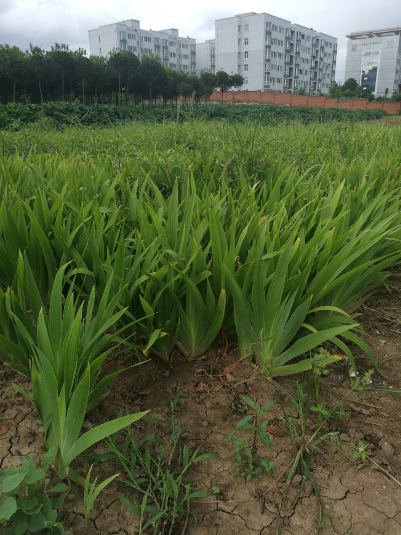 兰花鸢尾（蝴蝶兰、德国兰花鸢尾）可视频看货