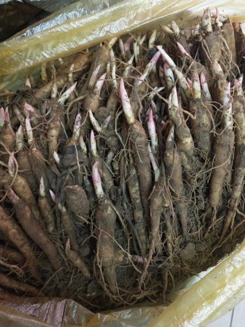 赤芍苗，白芍苗，改良赤芍苗，产量高，成活率高