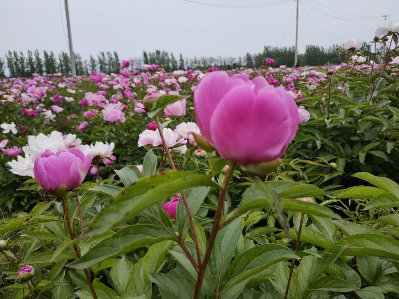 赤芍苗，白芍苗，改良赤芍苗，产量高，成活率高