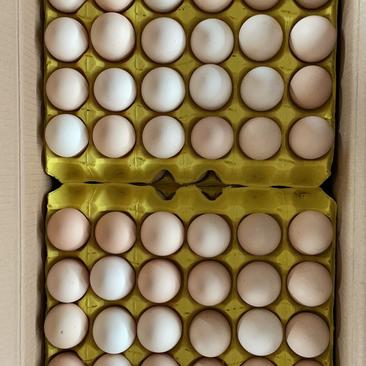 本公司常年供应粉壳鲜鸡蛋，货源稳，品质优。欢迎参观，合作