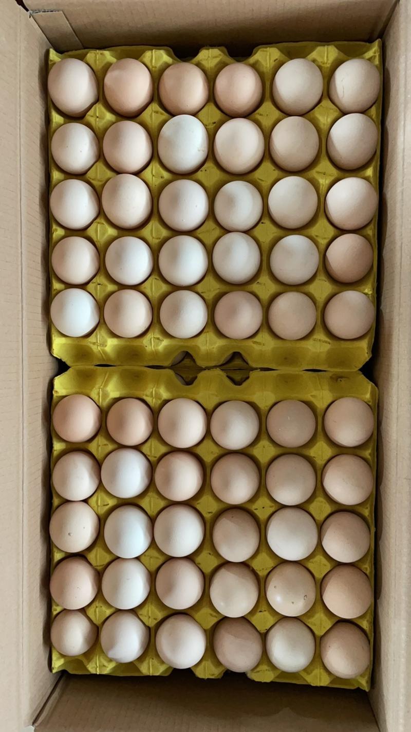 本公司常年供应粉壳鲜鸡蛋，货源稳，品质优。欢迎参观，合作