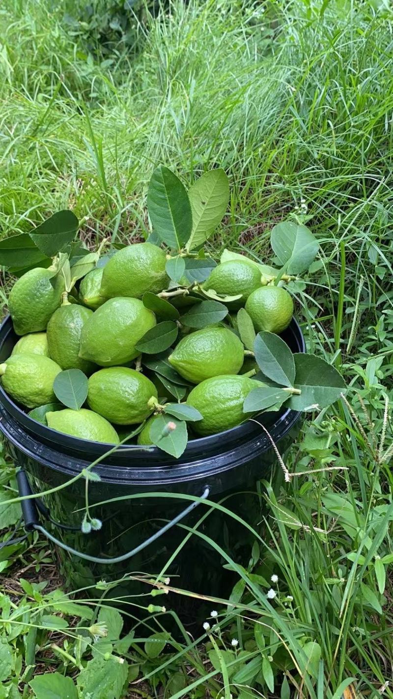 新鲜香水柠檬1级果通货