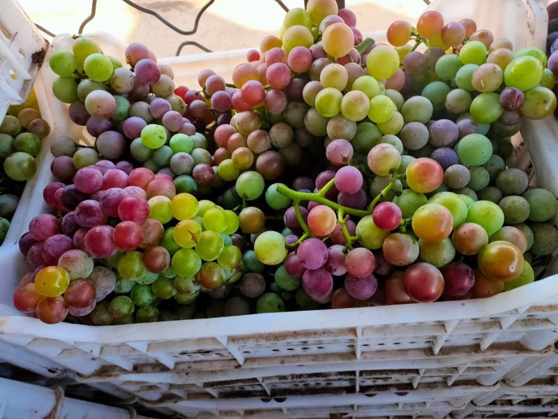 巨峰葡萄，半青半红，大量供应，海量货源质量好