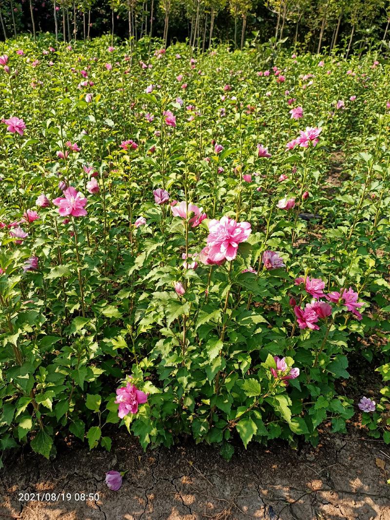 木槿小苗木槿花木槿树从生红花木槿欢迎选用