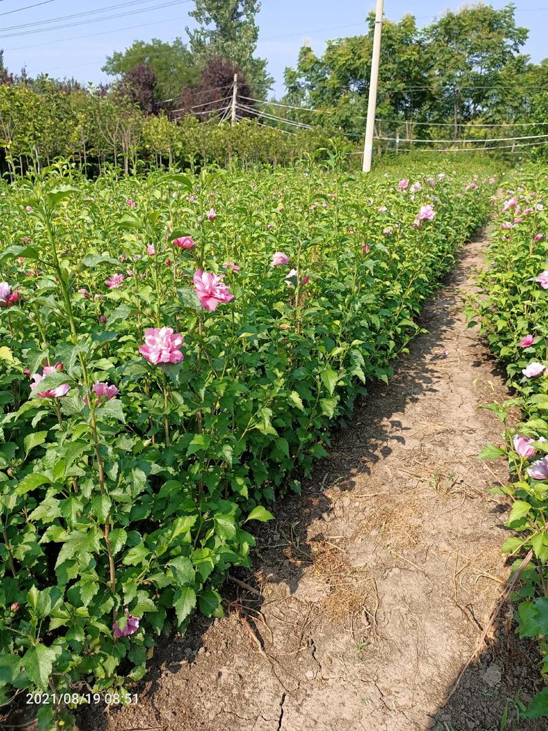 木槿小苗木槿花木槿树从生红花木槿欢迎选用