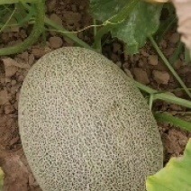 西州蜜精品瓜已全部成熟！小蜜25号口感脆甜！欢迎全国货主
