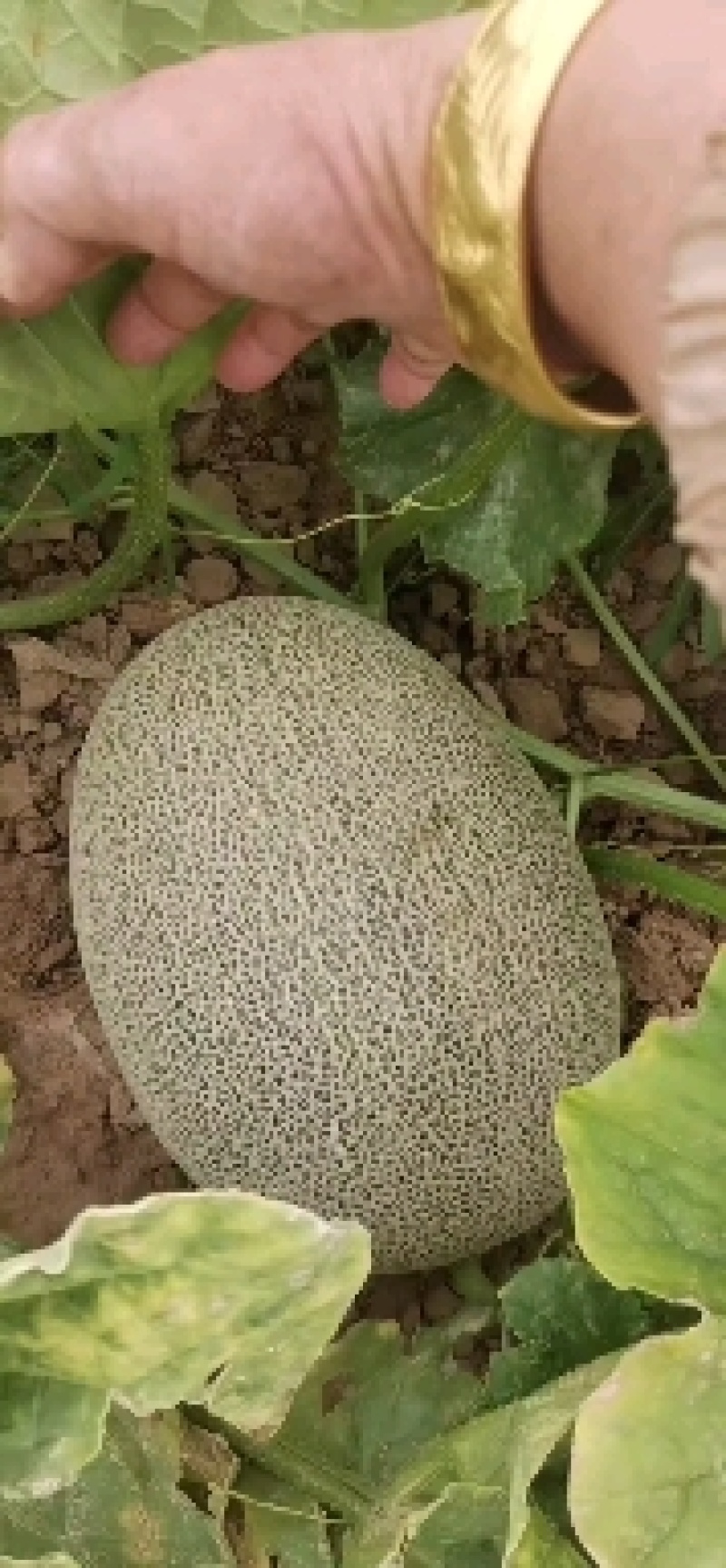西州蜜精品瓜已全部成熟！小蜜25号口感脆甜！欢迎全国货主