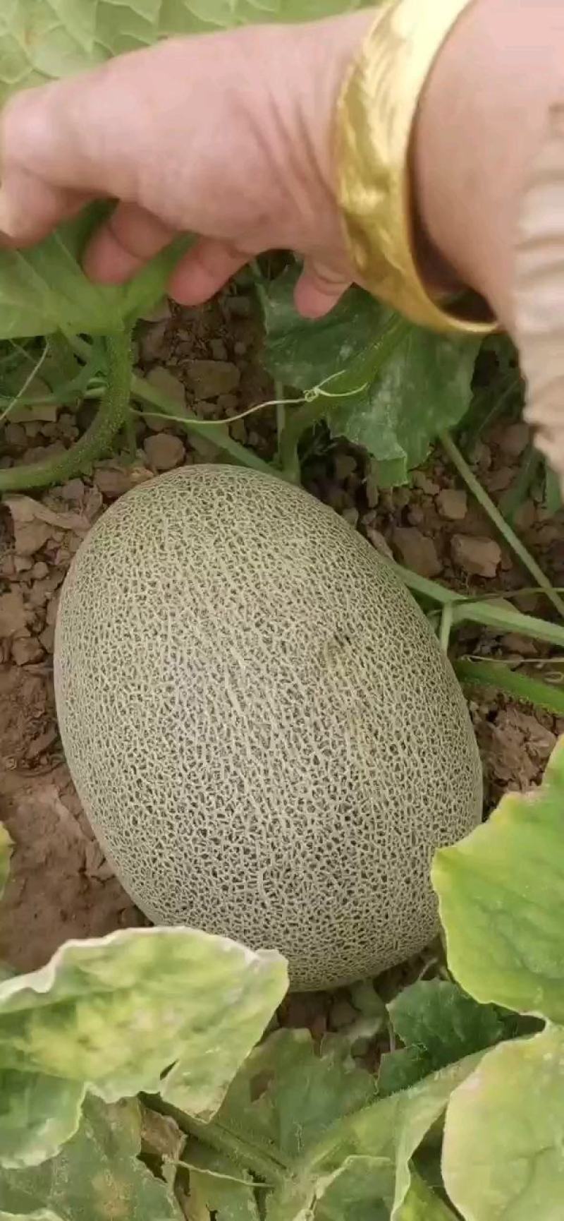 西州蜜精品瓜已全部成熟！小蜜25号口感脆甜！欢迎全国货主