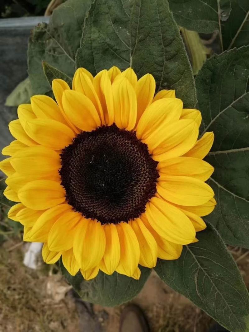向日葵种子，鲜切花“文森特”向日葵种子，观赏性强，周期短