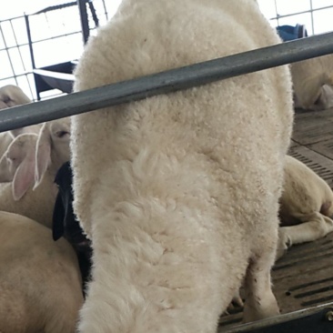诚信商家货到付款白山羊黑山羊奶山羊黑头杜泊澳洲白种公