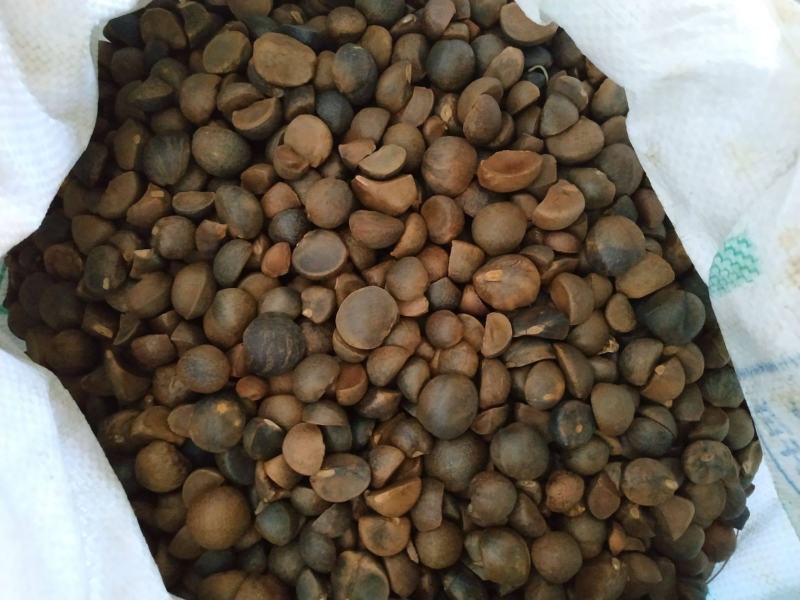 贵州野生红花，白花山茶，干籽。
