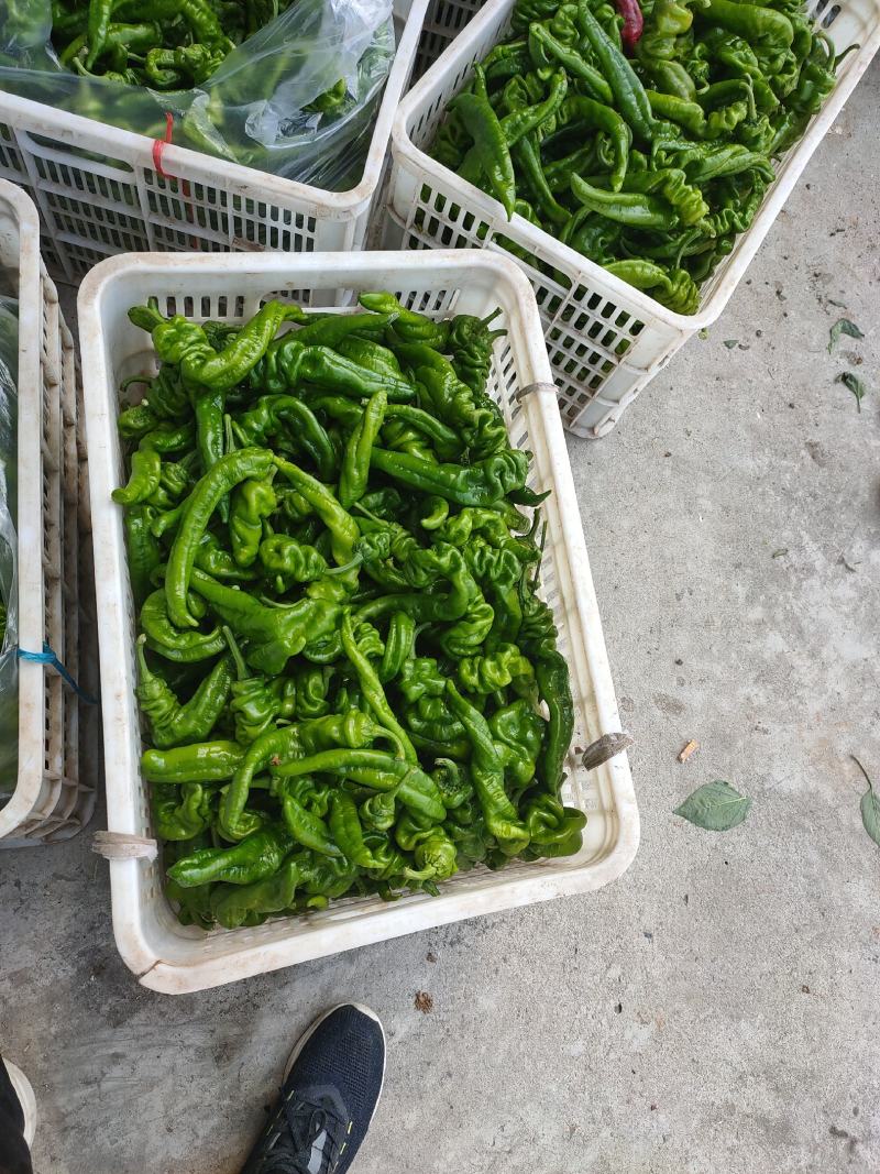 辣椒大量上市，需要的联系