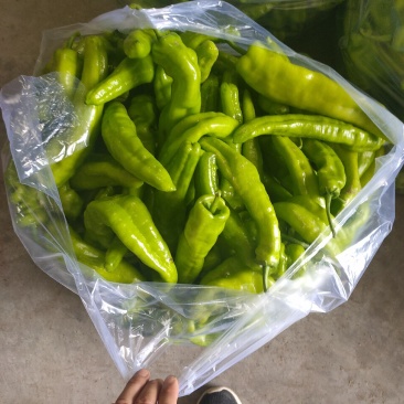 辣椒大量上市，需要的联系