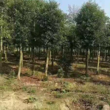 山杜英/绿化苗木/乔灌木/杜英/原生态树苗/林木种苗