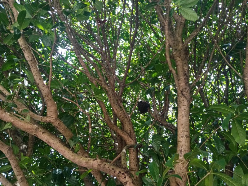 高山茶，云雾，绿色，安全，保健。