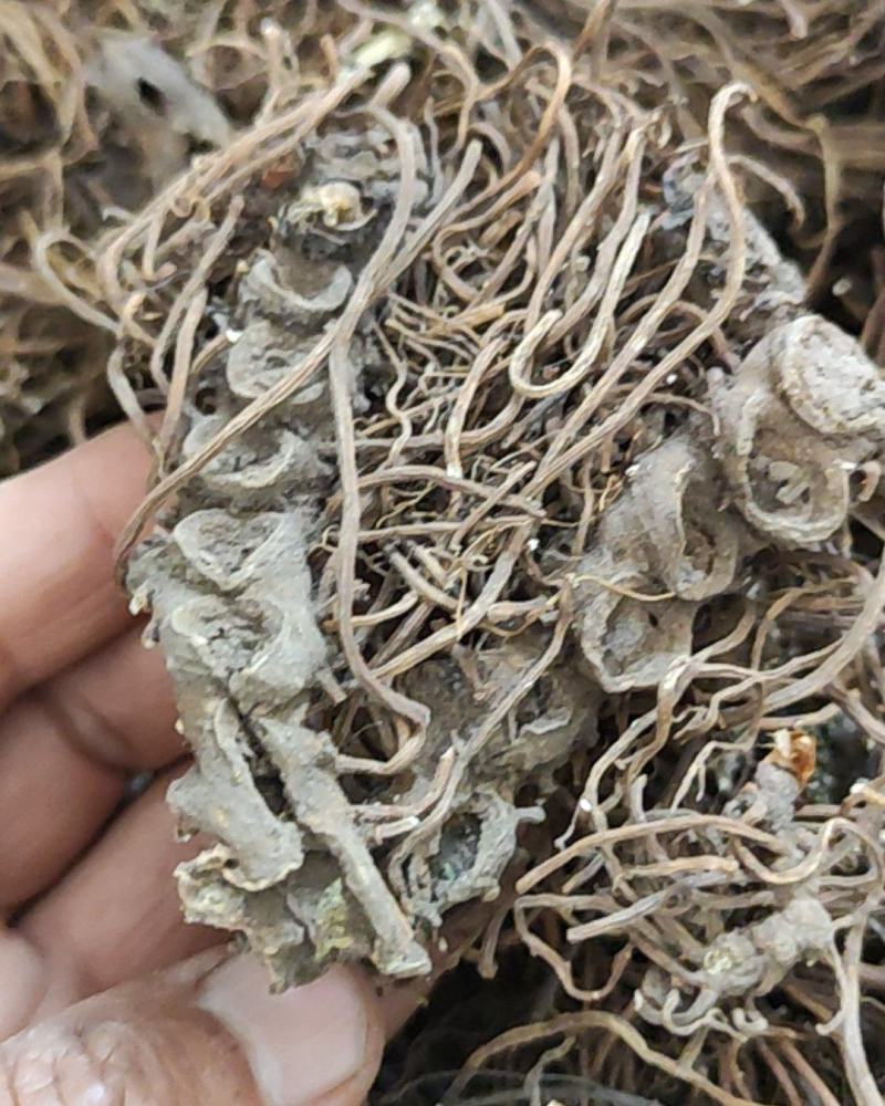 关山深林里的窝儿七八角莲，纯野生，货美的不要不要的
