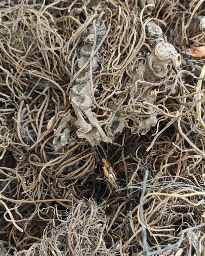 关山深林里的窝儿七八角莲，纯野生，货美的不要不要的