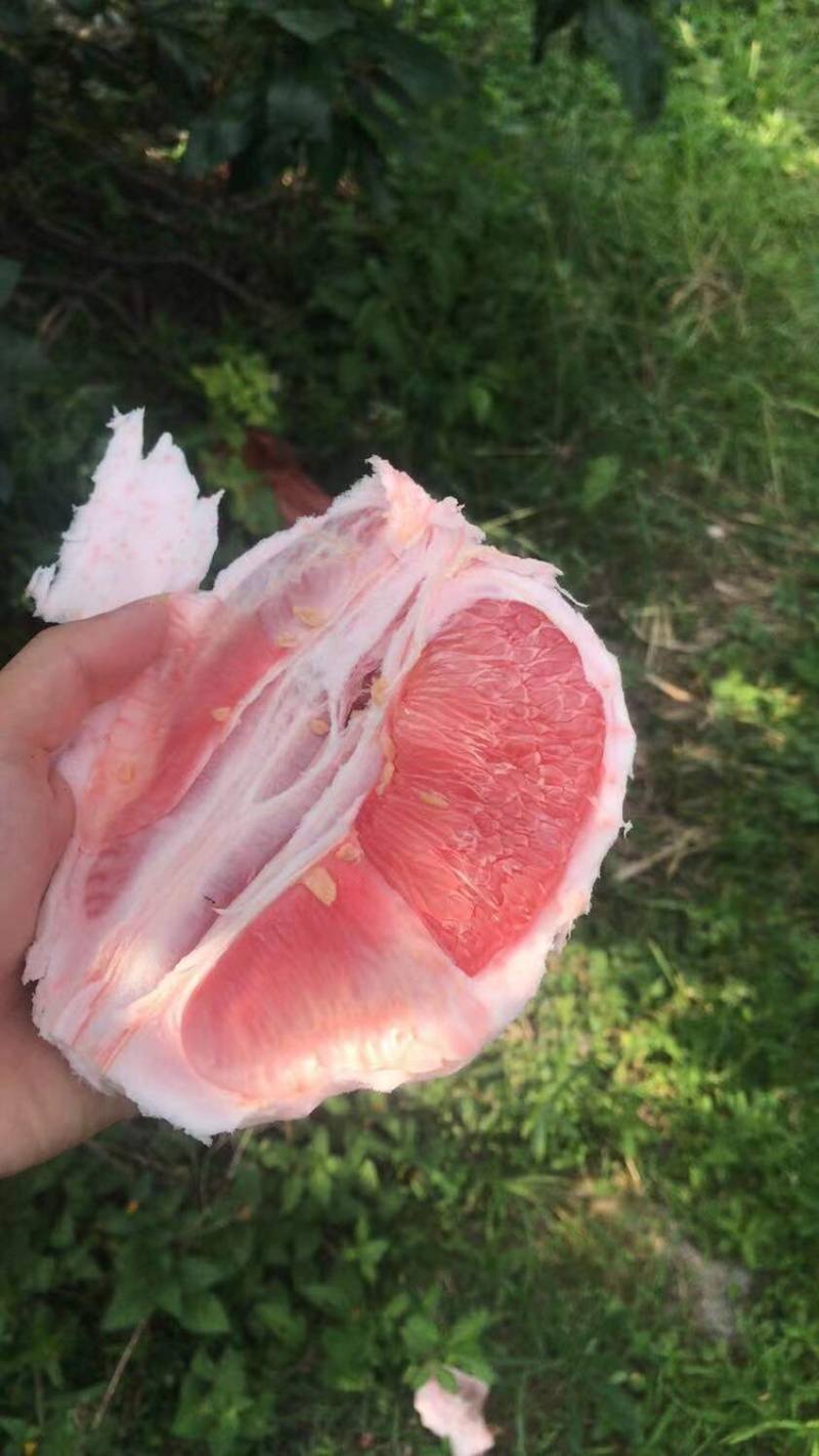 梅州大埔蜜柚红柚12年老树果皮薄水分多果型好看