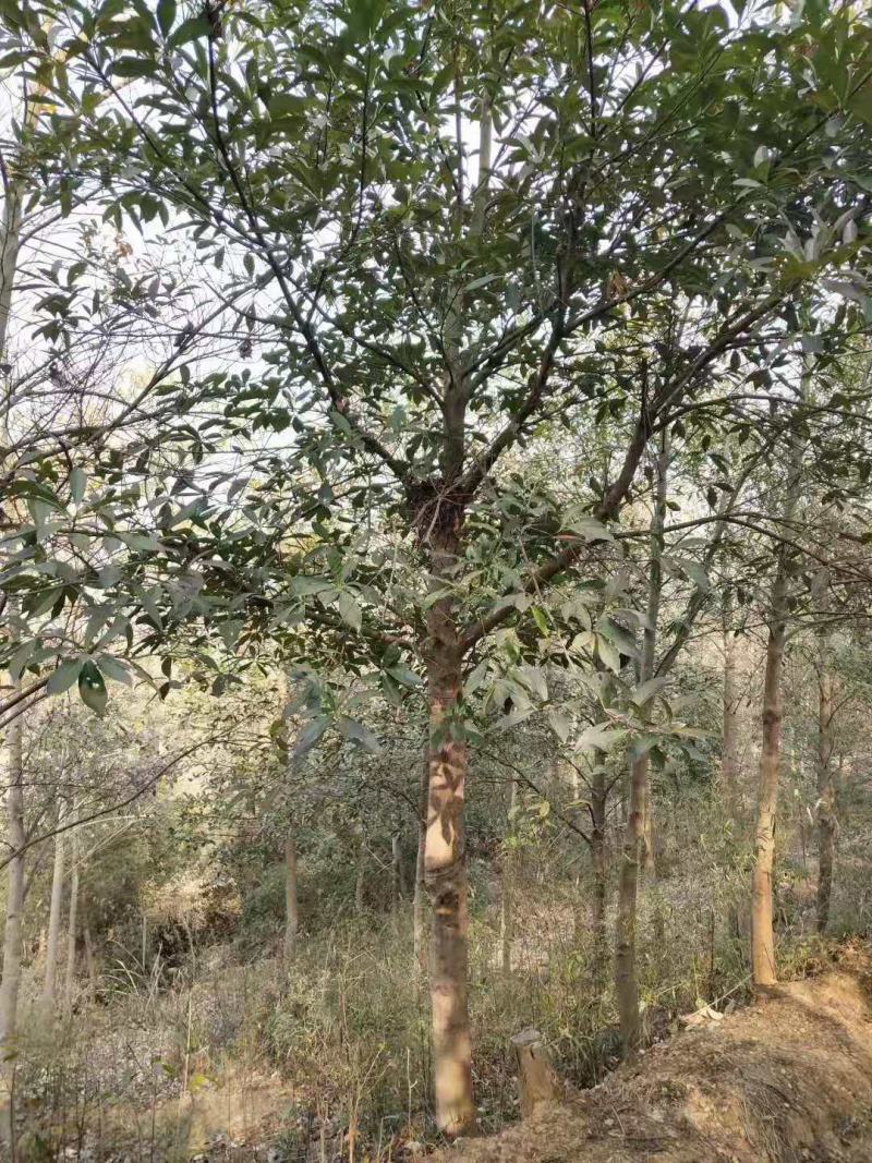 山杜英/绿化苗木/乔灌木/杜英/原生态树苗/林木种苗