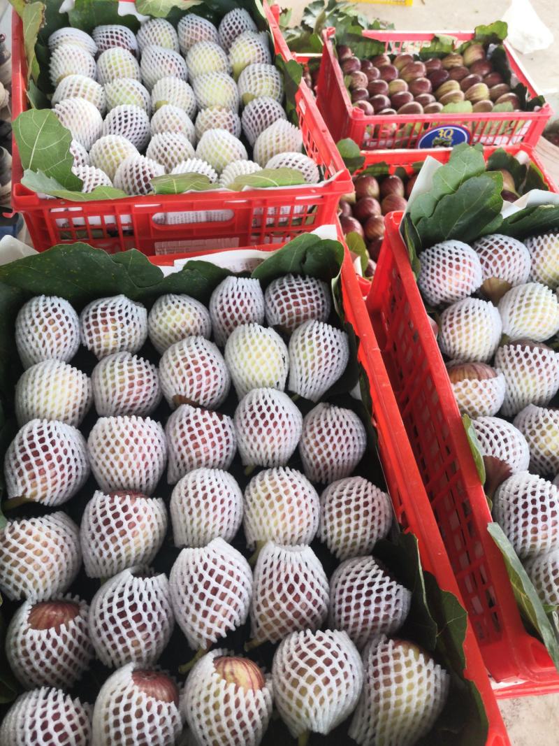 重庆市铜梁区华兴镇鲜益苑无花果种植专业合作社