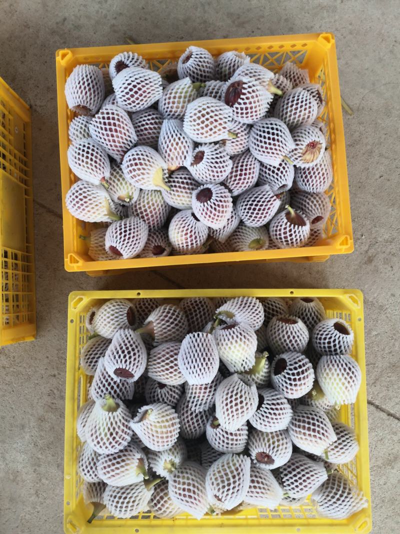 重庆市铜梁区华兴镇鲜益苑无花果种植专业合作社