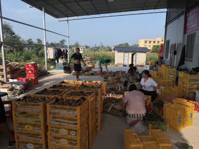 重庆市铜梁区华兴镇鲜益苑无花果种植专业合作社