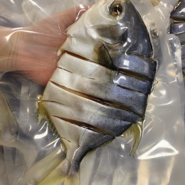 金鲳鱼干一夜埕淡盐金仓鱼湛江特产原料批批发零售代加工代发