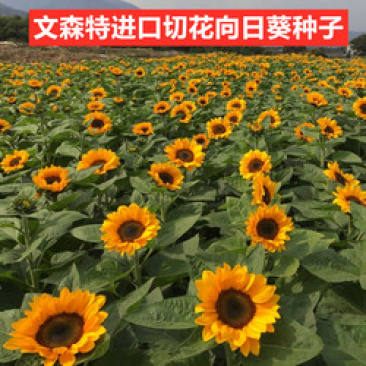 向日葵种子，鲜切花“文森特”向日葵种子，观赏性强，周期短