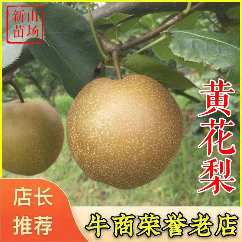 黄花梨苗晚熟梨苗黄花梨树苗授粉晚秋黄梨树苗