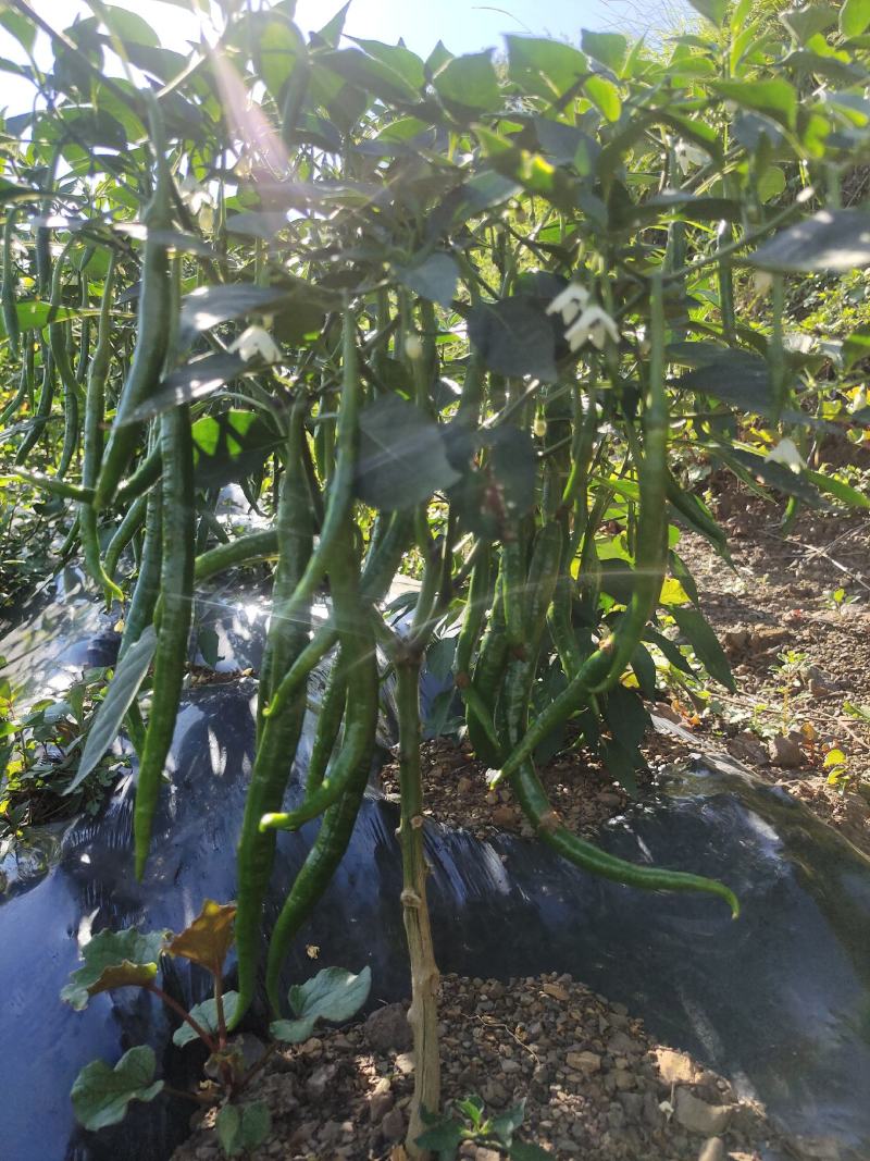 云南线椒辣椒基地直供产地直供