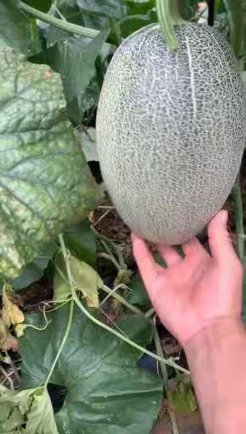 哈密瓜原产地常年供应小蜜25西州蜜瓜哈密瓜
