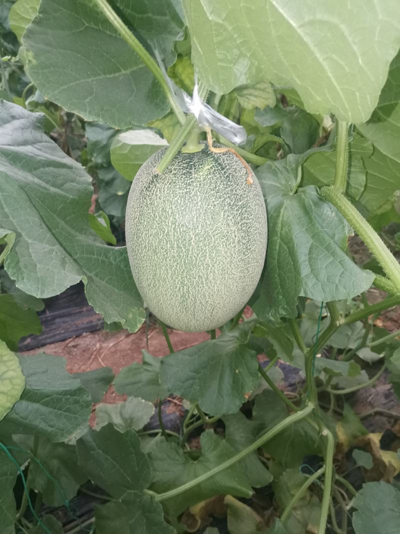 哈密瓜原产地常年供应小蜜25西州蜜瓜哈密瓜