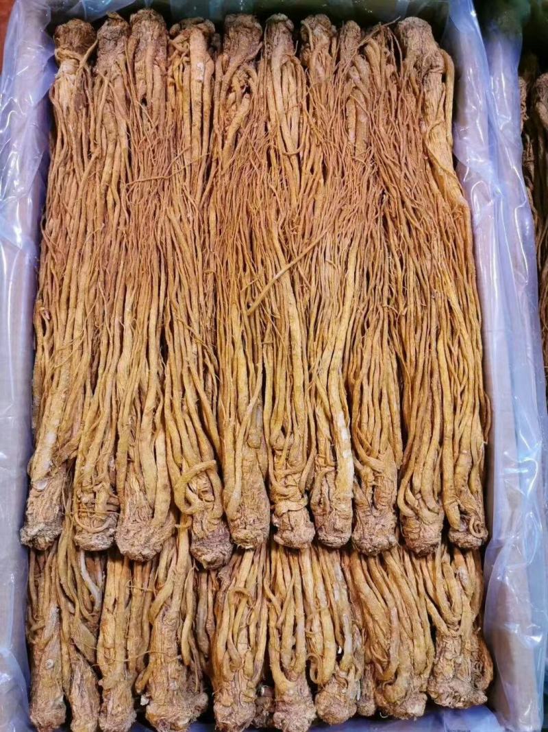 甘肃岷归，水洗黄当归刚加工完，颜色亮，质量好，产地直发