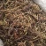 甘松，水洗甘松，新货颜色漂亮，无杂质，一手货源，欢迎联系