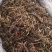 甘松，水洗甘松，新货颜色漂亮，无杂质，一手货源，欢迎联系
