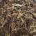 甘松，水洗甘松，新货颜色漂亮，无杂质，一手货源，欢迎联系