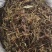 甘松，水洗甘松，新货颜色漂亮，无杂质，一手货源，欢迎联系