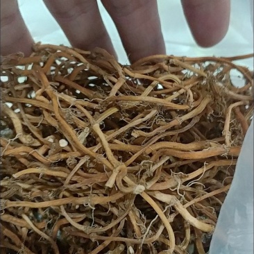 鱼腥草干根晒干发货基地直供