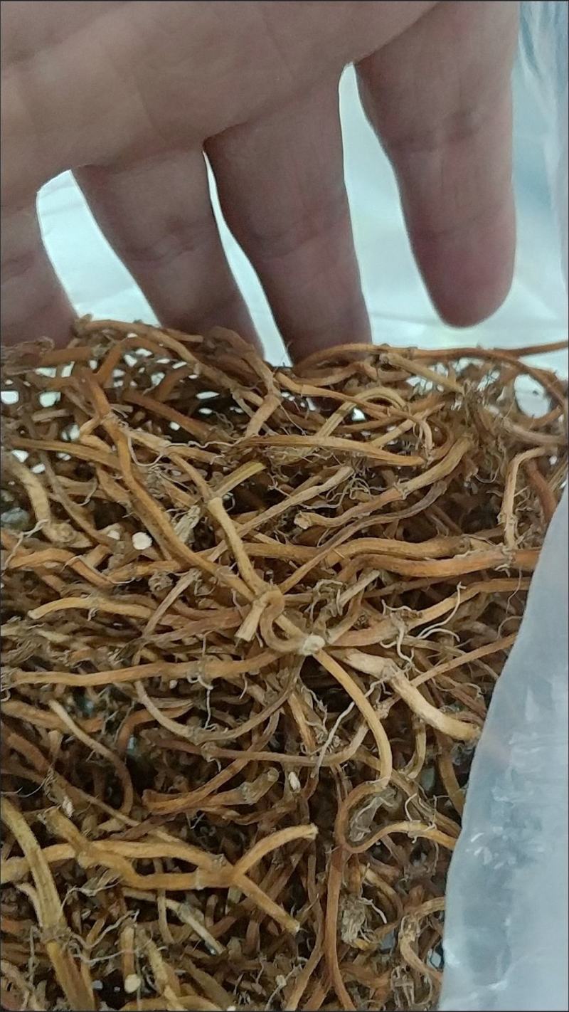 鱼腥草干根晒干发货基地直供